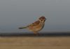 Tree Sparrow at Gunners Park (Richard Howard) (24967 bytes) Tree Sparrow at Gunners Park (Richard Howard) (24967 bytes)